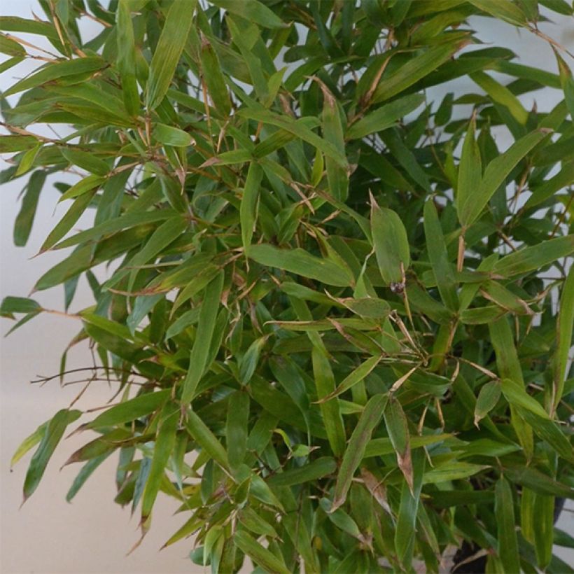 Phyllostachys humilis - Bambou moyen (Feuillage)