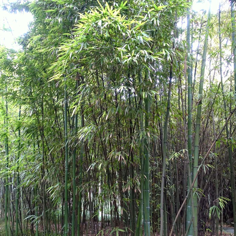 Phyllostachys iridescens - Bambou géant (Feuillage)