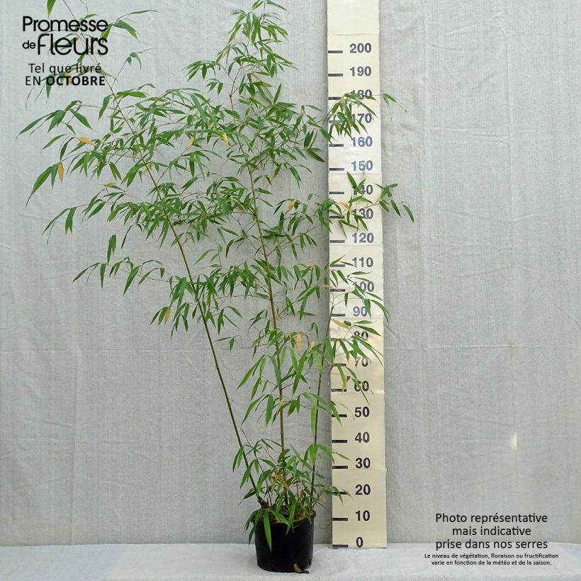 Spécimen de Phyllostachys iridescens - Bambou géant Pot de 4L/5L tel que livré en automne