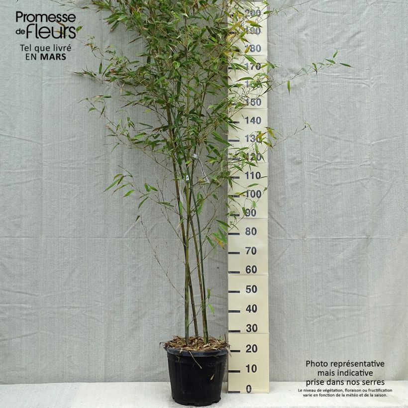 Spécimen de Phyllostachys nigra Boryana - Bambou géant tel que livré au printemps