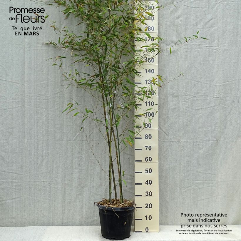 Spécimen de Phyllostachys nigra Boryana - Bambou géant pot 15L 150/200 cm tel que livré au printemps
