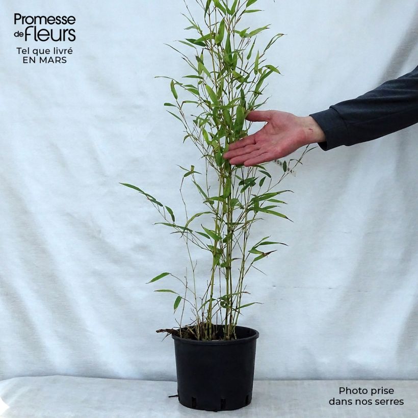 Spécimen de Phyllostachys nigra Boryana - Bambou géant tel que livré au printemps