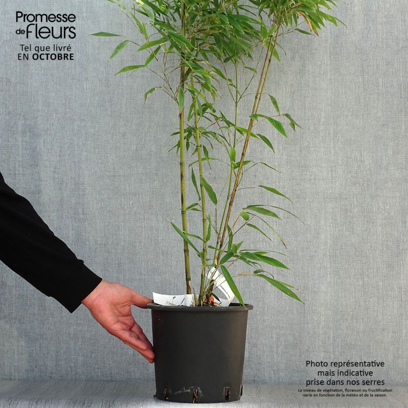 Spécimen de Phyllostachys nigra Boryana - Bambou géant Pot de 4L/5L tel que livré en automne