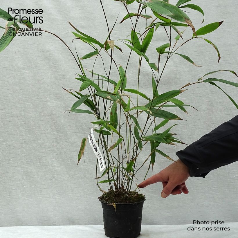 Spécimen de Phyllostachys nigra Henonis - Bambou géant tel que livré en hiver
