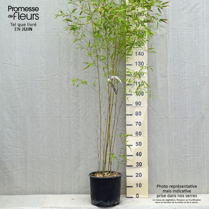 Spécimen de Phyllostachys nigra Henonis - Bambou géant Pot de 12L/15L tel que livré en été