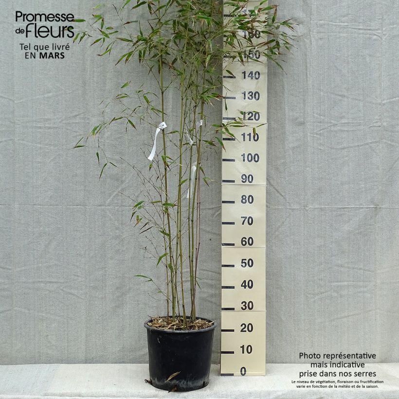 Spécimen de Phyllostachys nigra Henonis - Bambou géant pot 15L  tel que livré au printemps