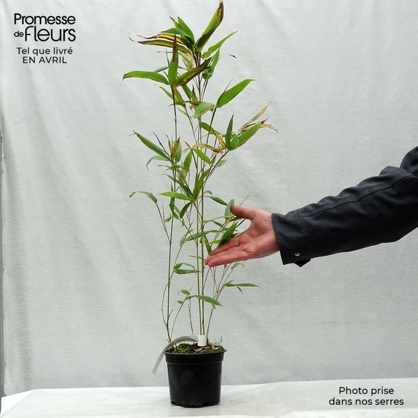 Spécimen de Phyllostachys nigra Henonis - Bambou géant pot 2L 60/80 tel que livré au printemps