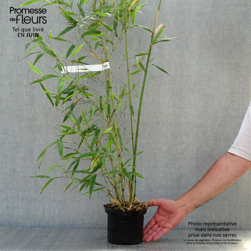 Spécimen de Phyllostachys nigra Henonis - Bambou géant Pot de 2L/3L tel que livré en été
