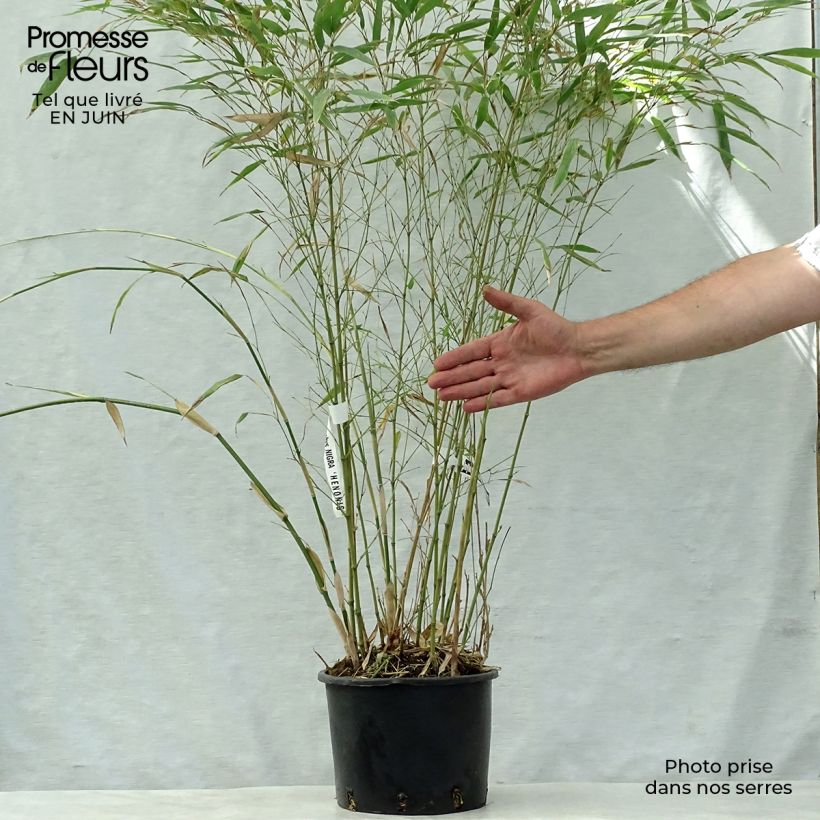 Spécimen de Phyllostachys nigra Henonis - Bambou géant Pot de 4L/5L tel que livré en été