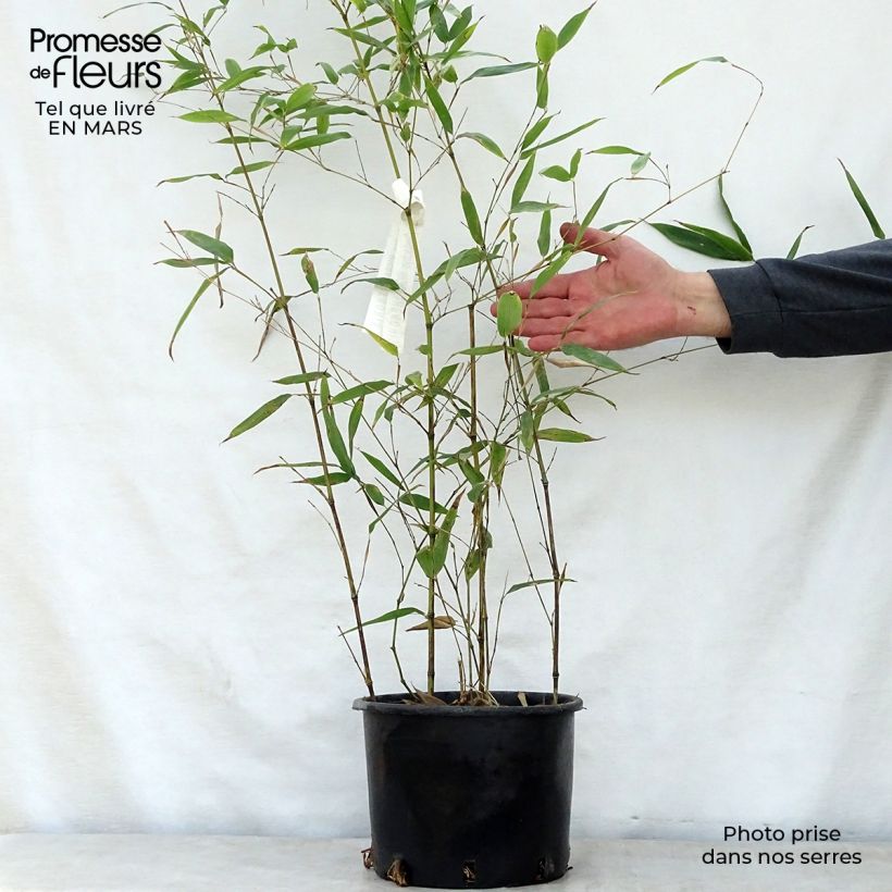 Spécimen de Phyllostachys nigra Henonis - Bambou géant pot 5L 80/100 cm tel que livré au printemps