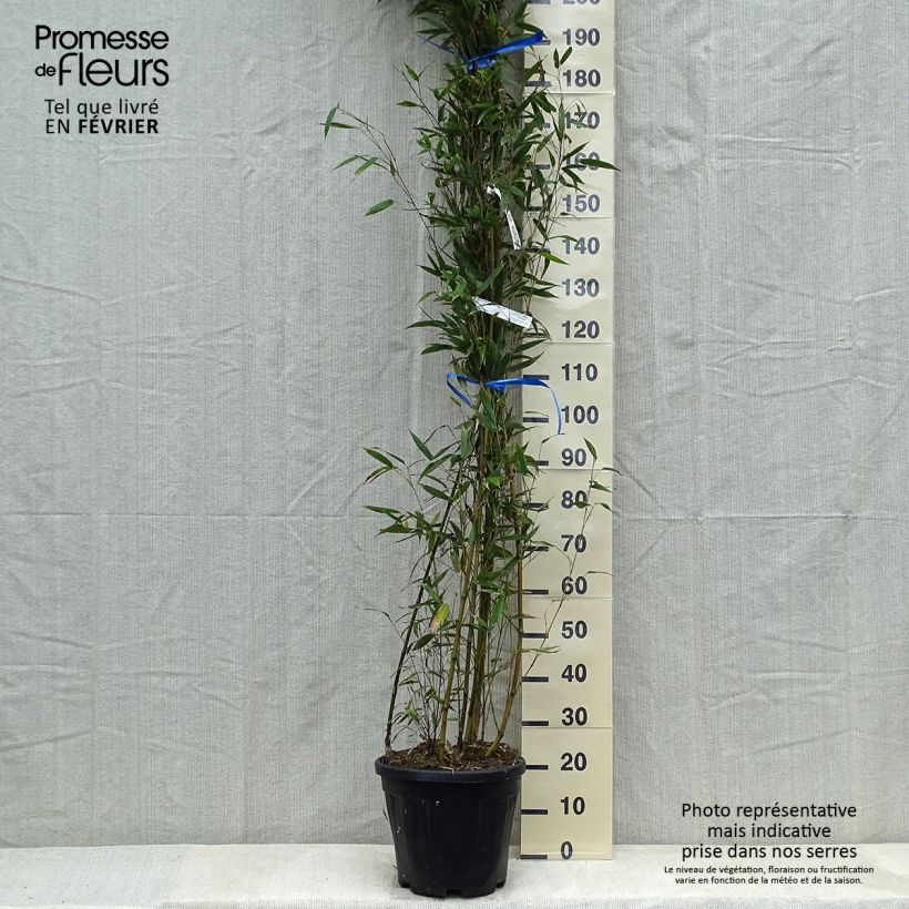 Spécimen de Phyllostachys nigra Megurochiku - Bambou géant tel que livré en hiver