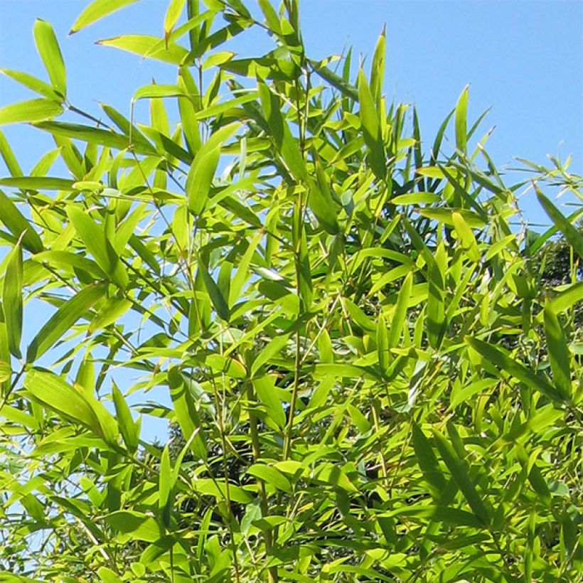 Phyllostachys nigra Henonis - Bambou géant (Feuillage)