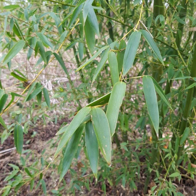 Phyllostachys parvifolia - Bambou géant (Feuillage)