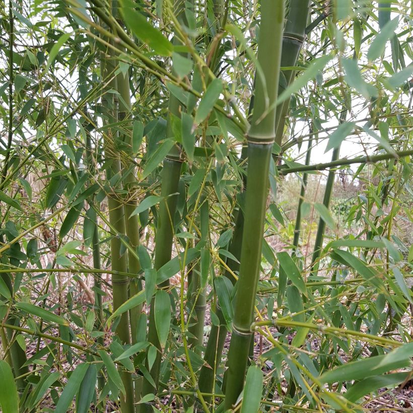 Phyllostachys parvifolia - Bambou géant (Port)