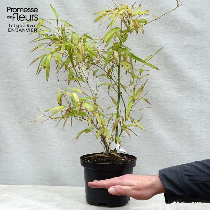 Spécimen de Phyllostachys parvifolia - Bambou géant Pot de 5L tel que livré en hiver