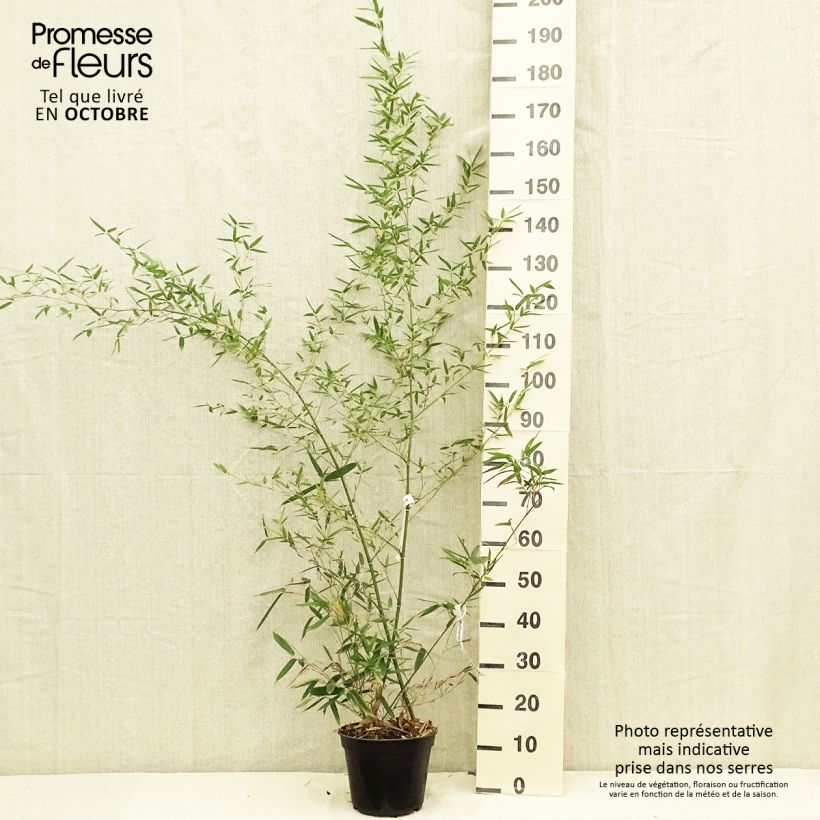 Spécimen de Phyllostachys parvifolia - Bambou géant Pot de 4L/5L tel que livré en automne