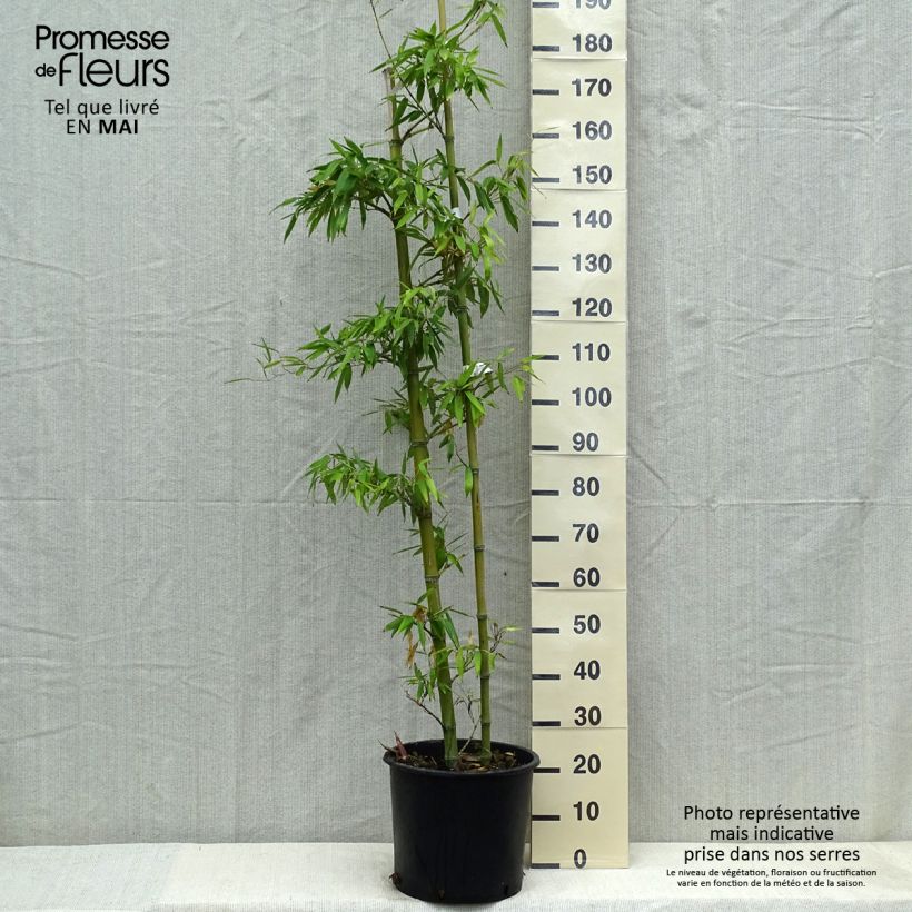 Spécimen de Phyllostachys parvifolia - Bambou géant - en pot de 12L/15L tel que livré au printemps