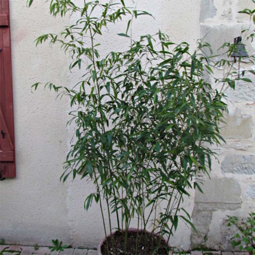 Phyllostachys rubromarginata - Bambou moyen (Feuillage)