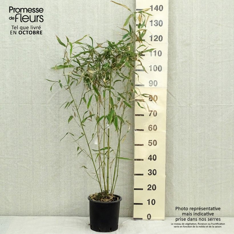 Spécimen de Phyllostachys rubromarginata - Bambou moyen Pot de 4L/5L tel que livré en automne