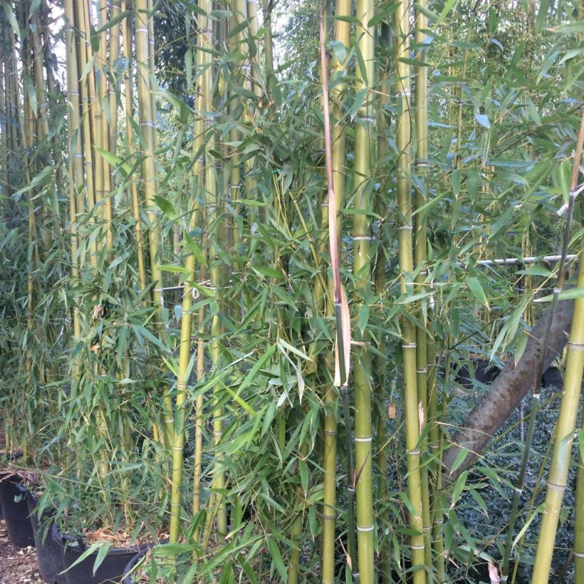 Phyllostachys viridiglaucescens - Bambou géant (Feuillage)