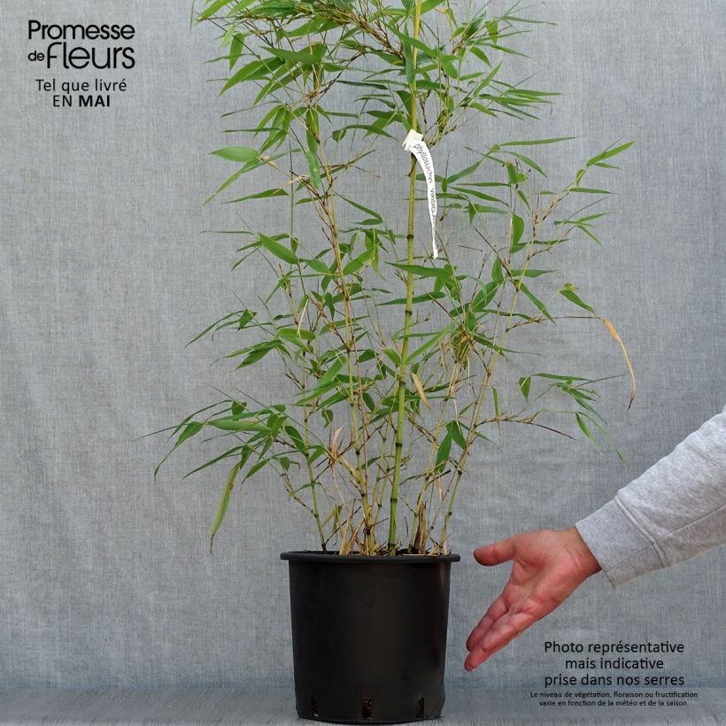 Spécimen de Phyllostachys viridiglaucescens - Bambou géant tel que livré au printemps