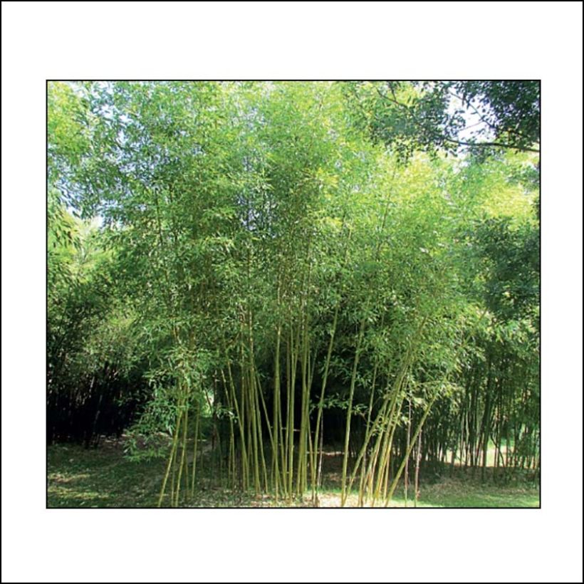 Phyllostachys viridis Sulphurea - Bambou (Port)