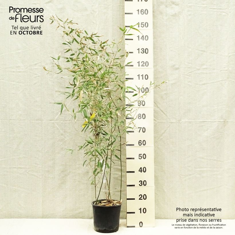 Spécimen de Phyllostachys viridis Sulphurea - Bambou Pot de 2L/3L tel que livré en automne