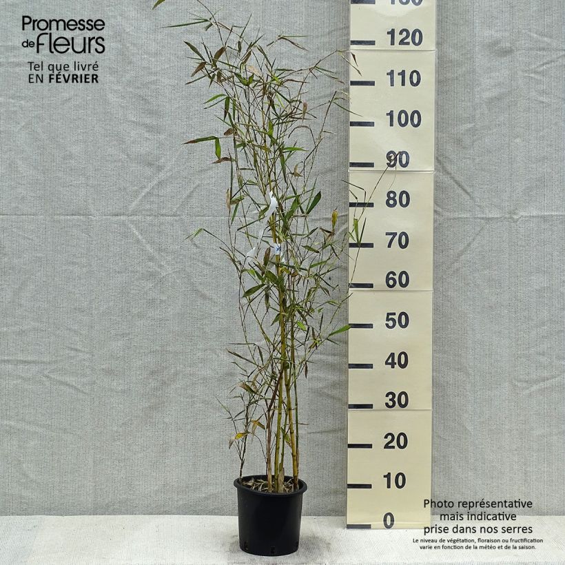 Spécimen de Phyllostachys viridis Sulphurea - Bambou tel que livré en hiver