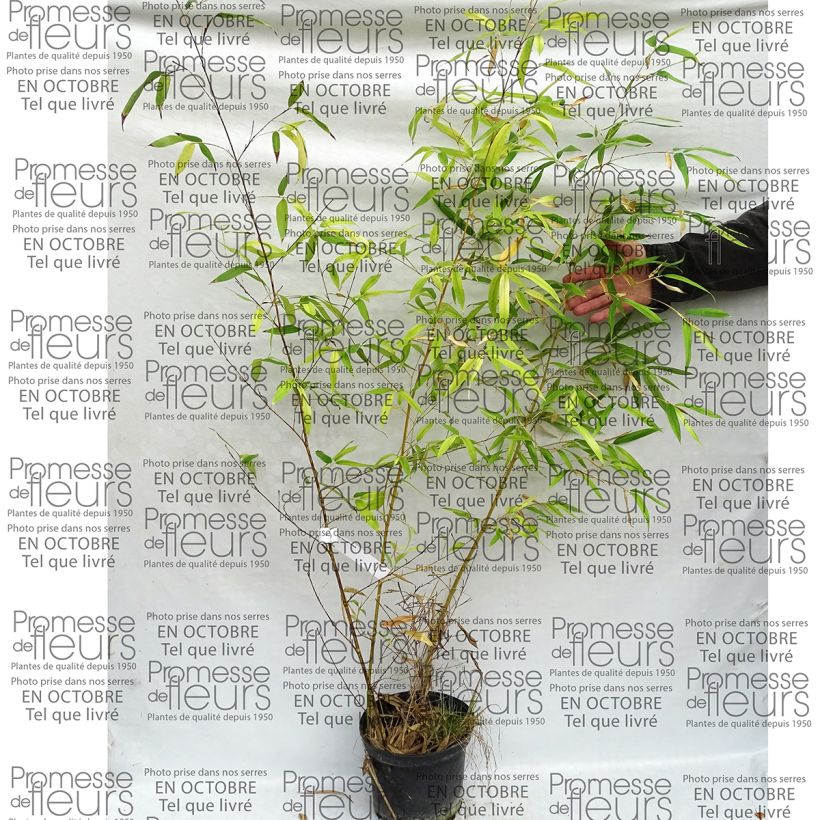 Exemple de spécimen de Phyllostachys viridis Sulphurea - Bambou tel que livré