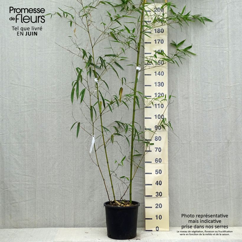 Spécimen de Phyllostachys vivax Aureocaulis - Bambou géant tel que livré au printemps