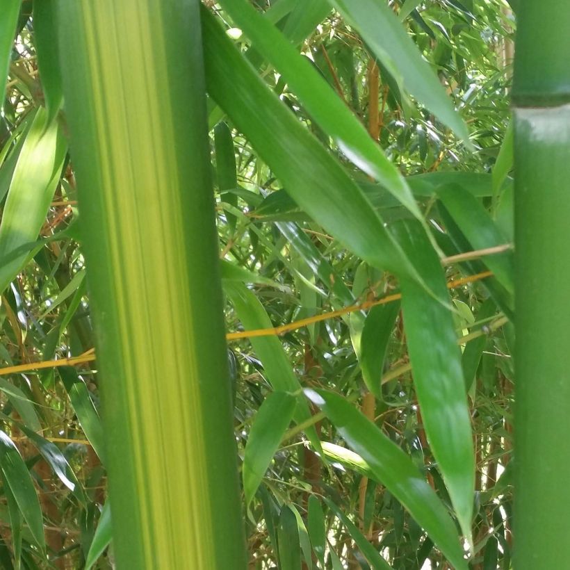 Phyllostachys vivax Huangwenzhu - Bambou géant (Feuillage)