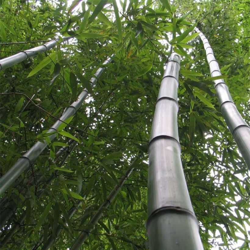 Phyllostachys vivax Huangwenzhu - Bambou géant (Port)