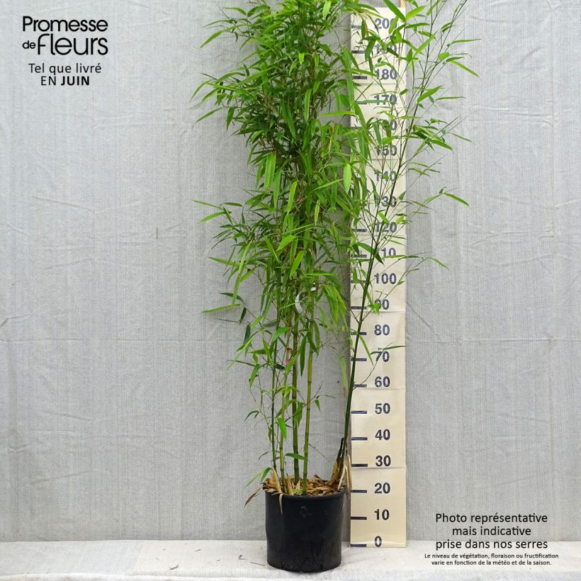 Spécimen de Phyllostachys vivax Huangwenzhu - Bambou géant Pot de 12L/15L tel que livré en été