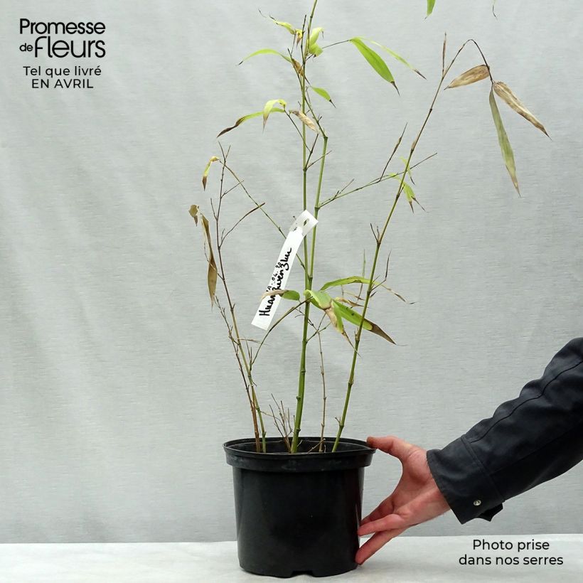 Spécimen de Phyllostachys vivax Huangwenzhu - Bambou géant en pot de 5L  tel que livré au printemps