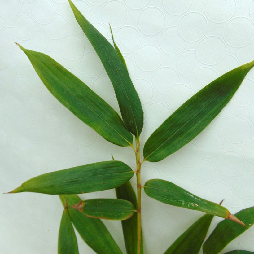 Phyllostachys vivax MacClure (type) - Bambou géant (Feuillage)