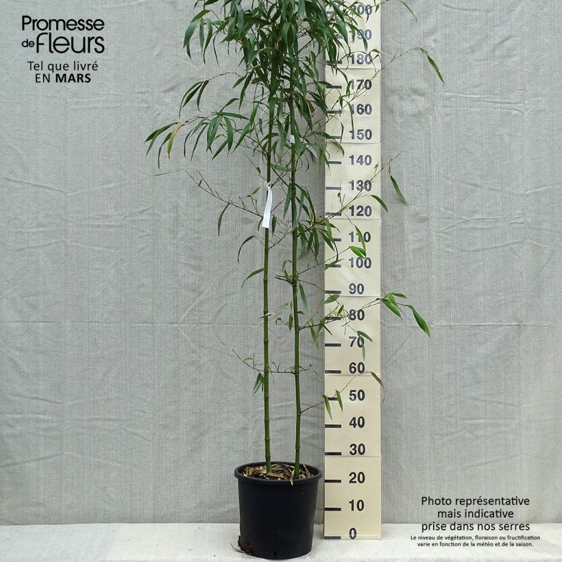 Spécimen de Phyllostachys vivax MacClure (type) - Bambou géant Pot de 15L tel que livré au printemps