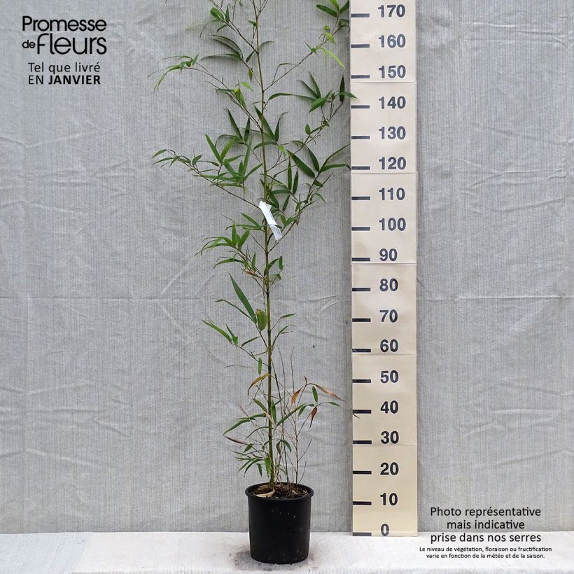 Spécimen de Phyllostachys vivax MacClure (type) - Bambou géant tel que livré en hiver