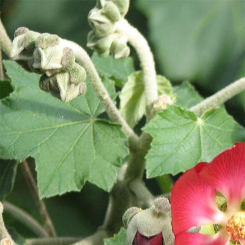 Phymosia umbellata  (Feuillage)