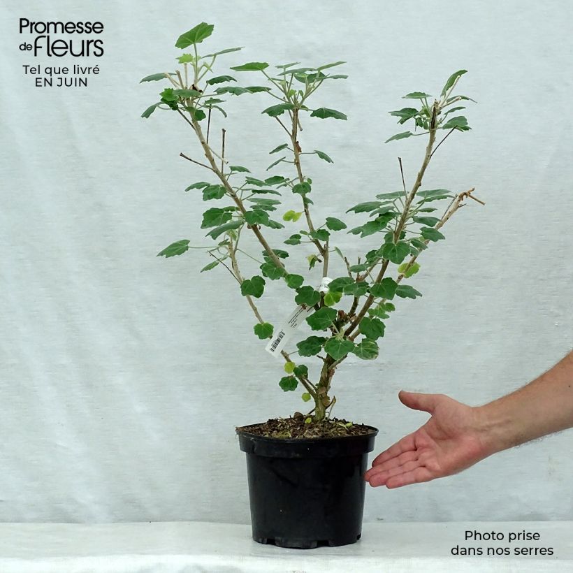 Spécimen de Phymosia umbellata  Pot de 4L/5L tel que livré en été