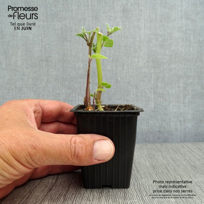 Spécimen de Physalis peruviana BIO en godet - Coqueret du Pérou Godet de 7/8 cm tel que livré en été