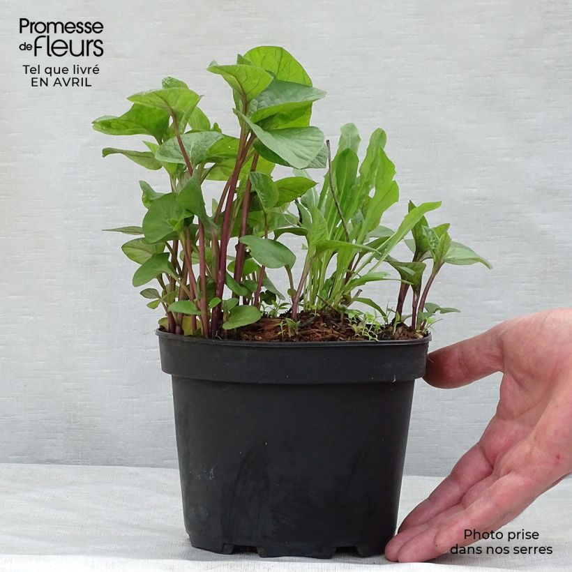 Spécimen de Amour en cage - Physalis franchetii en pot de 2L/3L tel que livré au printemps