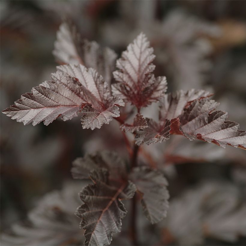 Physocarpus Midnight - Physocarpe à feuille d'obier (Feuillage)