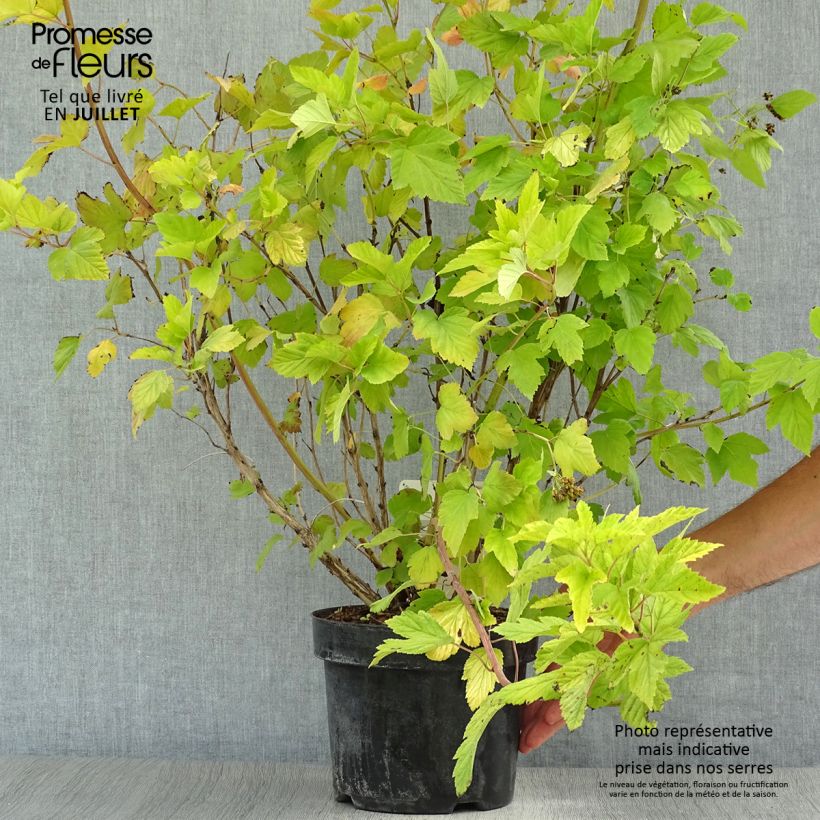 Spécimen de Physocarpus Dart s Gold - Physocarpe Pot de 3L/4L tel que livré en été