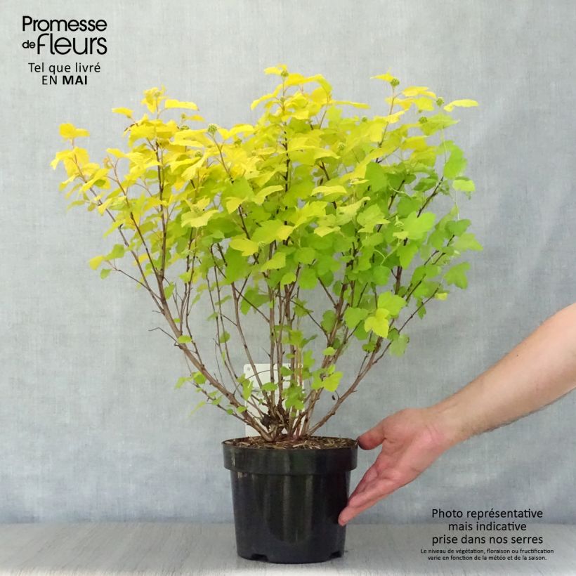 Spécimen de Physocarpus Dart s Gold - Physocarpe tel que livré au printemps