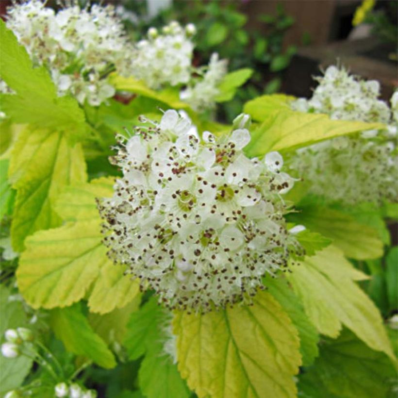 Physocarpus Dart s Gold - Physocarpe (Floraison)