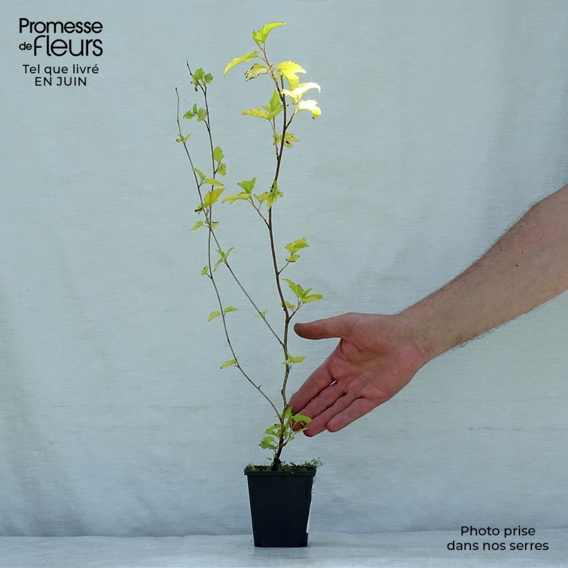 Spécimen de Physocarpus Dart s Gold - Physocarpe Godet de 8/9 cm tel que livré en été