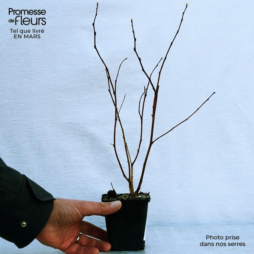 Spécimen de Physocarpus Dart s Gold - Physocarpe tel que livré au printemps