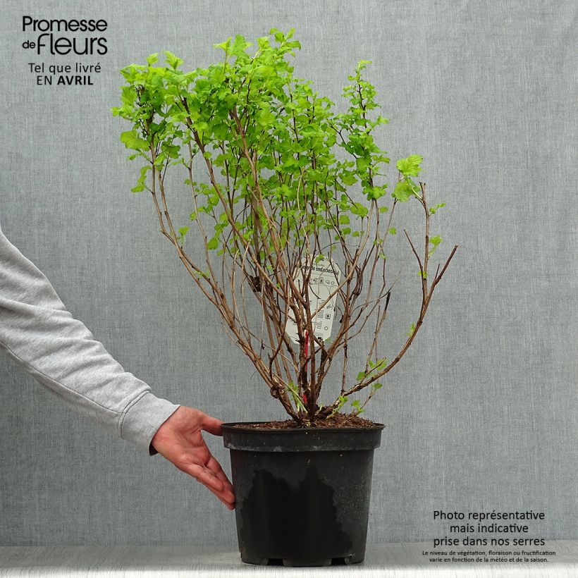 Spécimen de Physocarpus Dart s Gold - Physocarpe tel que livré au printemps