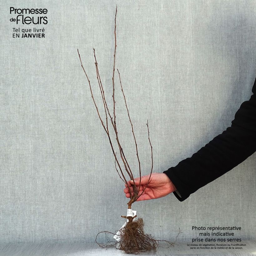 Spécimen de Physocarpus Dart s Gold - Physocarpe Petites Racines nuesHauteur livrée env. 30/50cm tel que livré en hiver