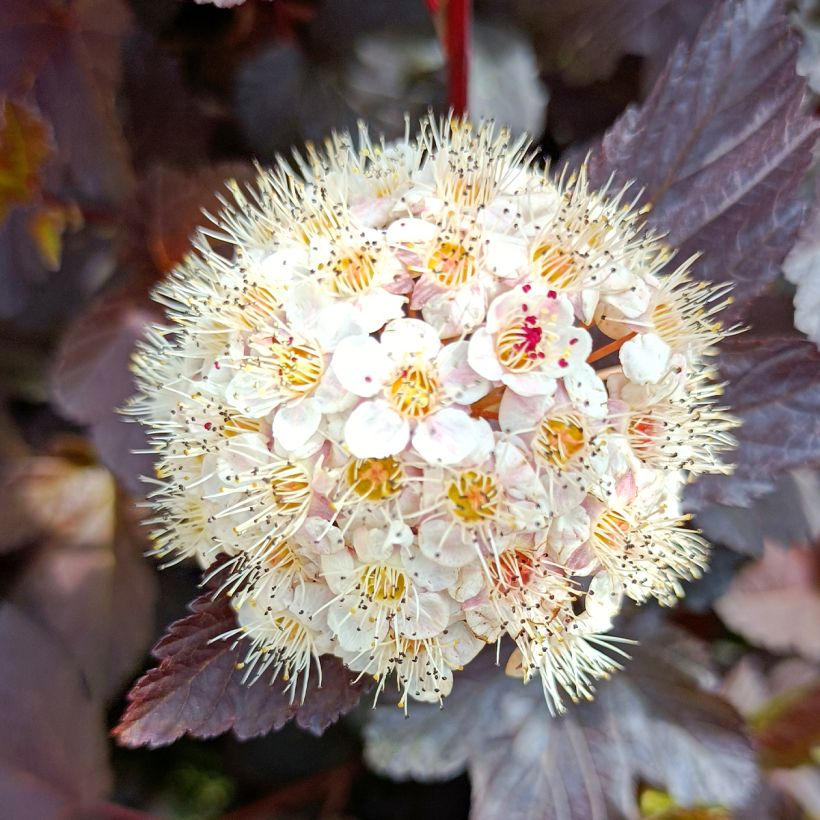 Physocarpus opulifolius Diabolo - Physocarpe à feuilles pourpres (Floraison)